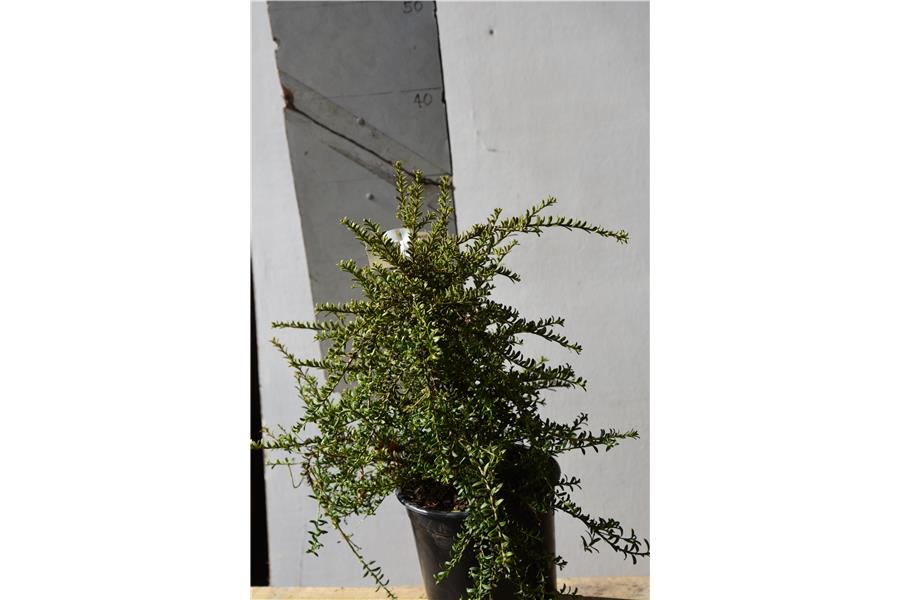 Podocarpus alpinus [Jacks Pass]