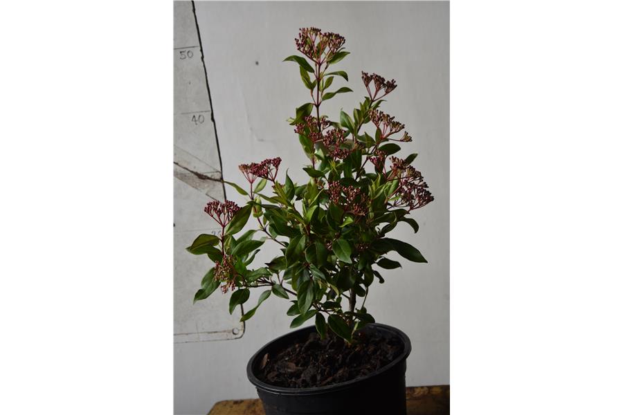 Rhodo Tiana
