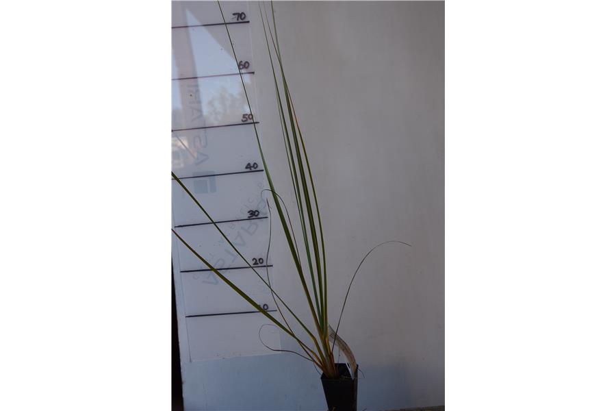 Cortaderia toitoi