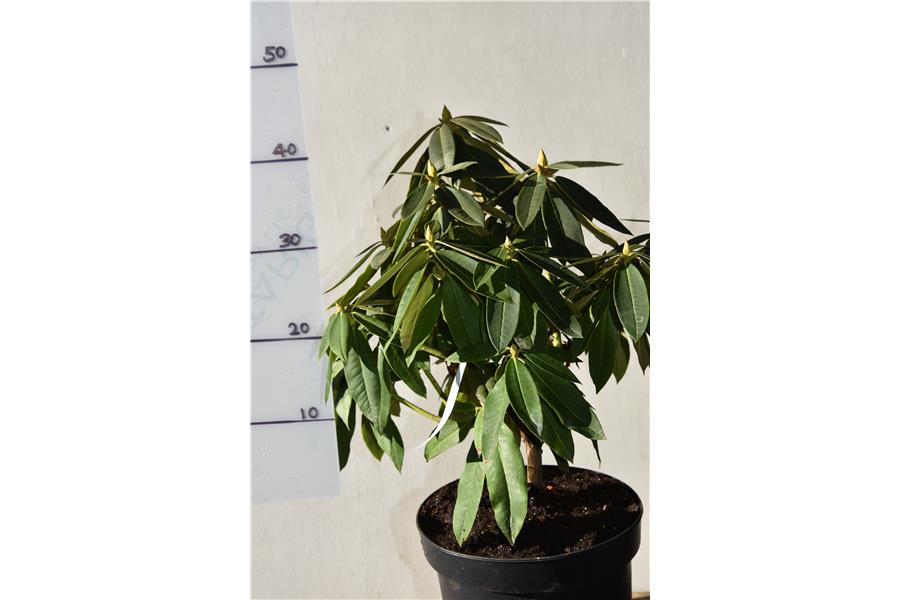 (Jean Marie de Montague x strigillosum)