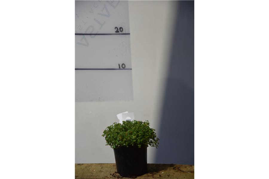 Bead Plant