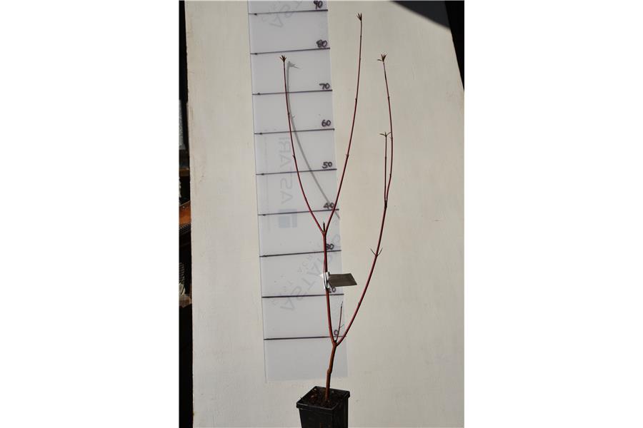 Red Stemmed Dogwood