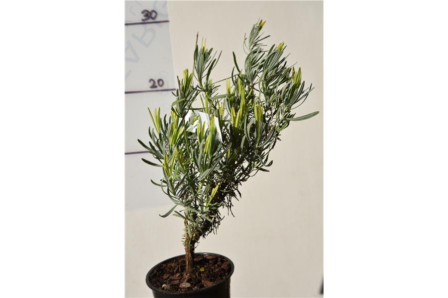 French Lavender