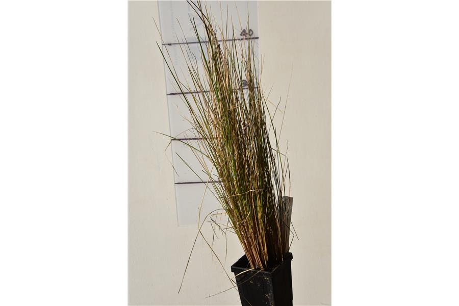 SILVER TUSSOCK