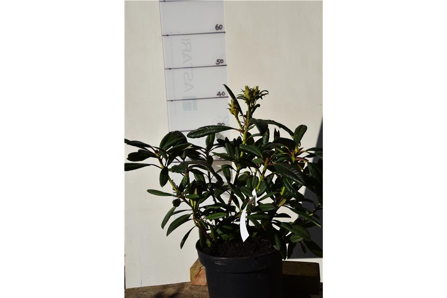 (forrestii Repens x griersonianum)