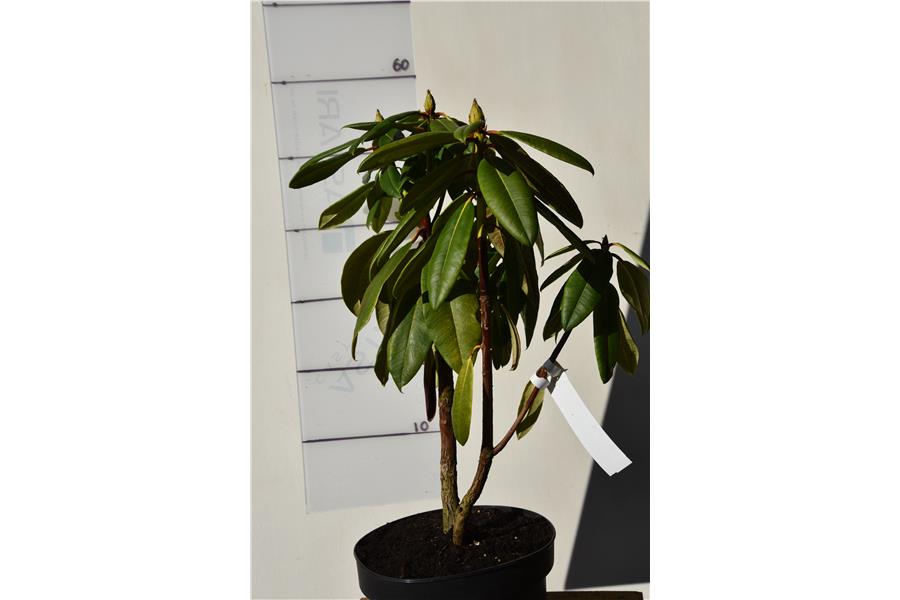 Rhodo Pink Picotee (KJ)