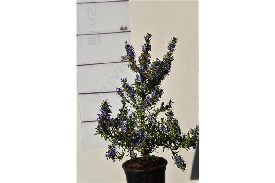 Rosemary