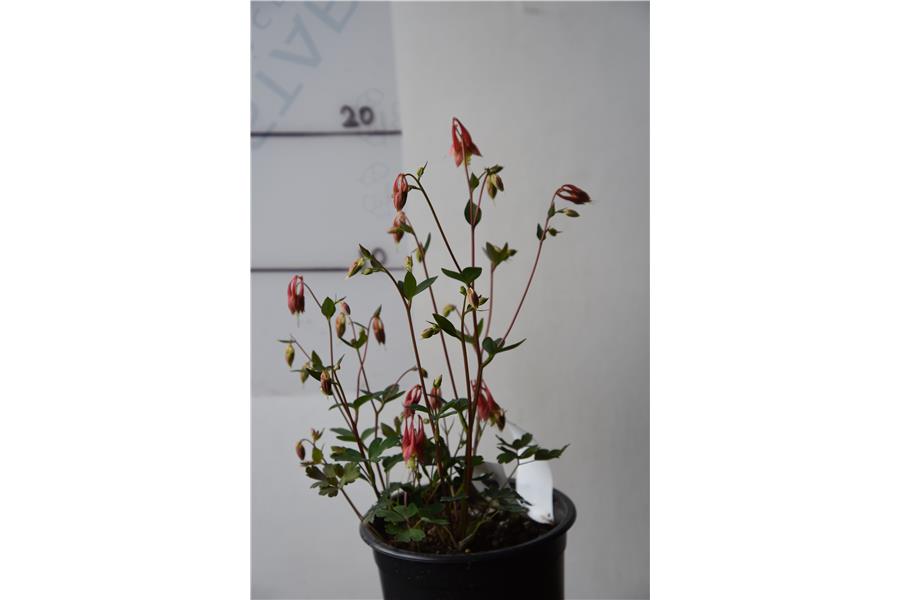 Dwarf Columbines