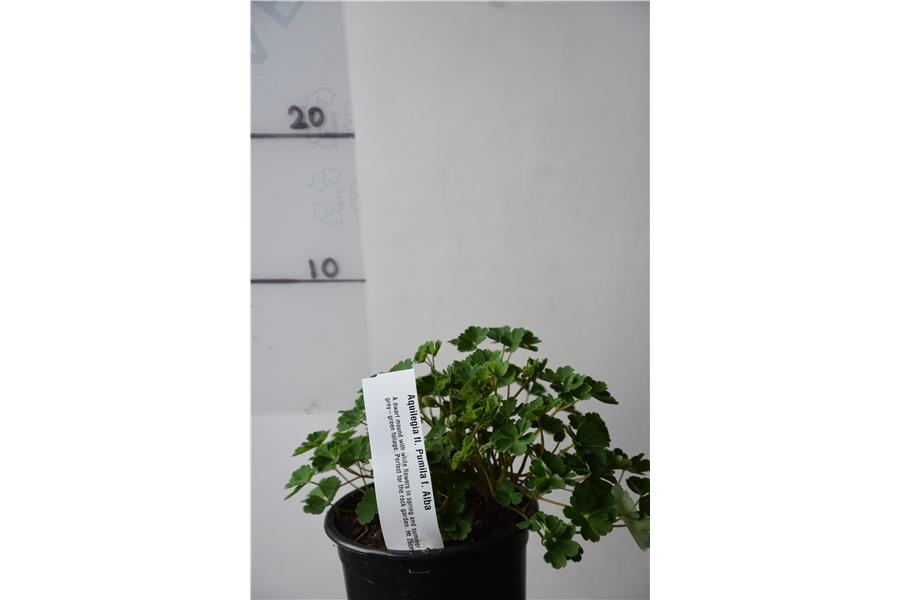 Aquilegia fl. Pumila f. Alba