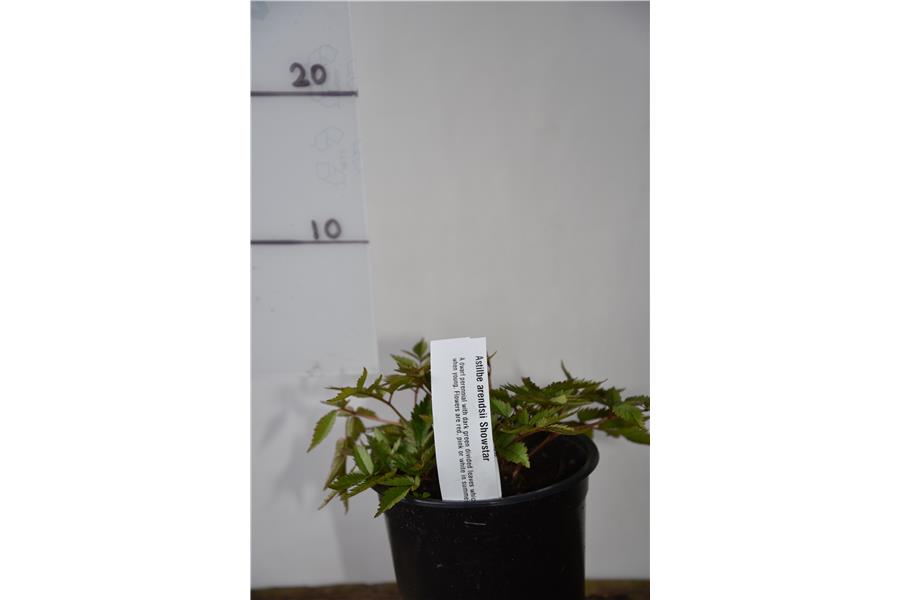 Astilbe arendsii Showstar