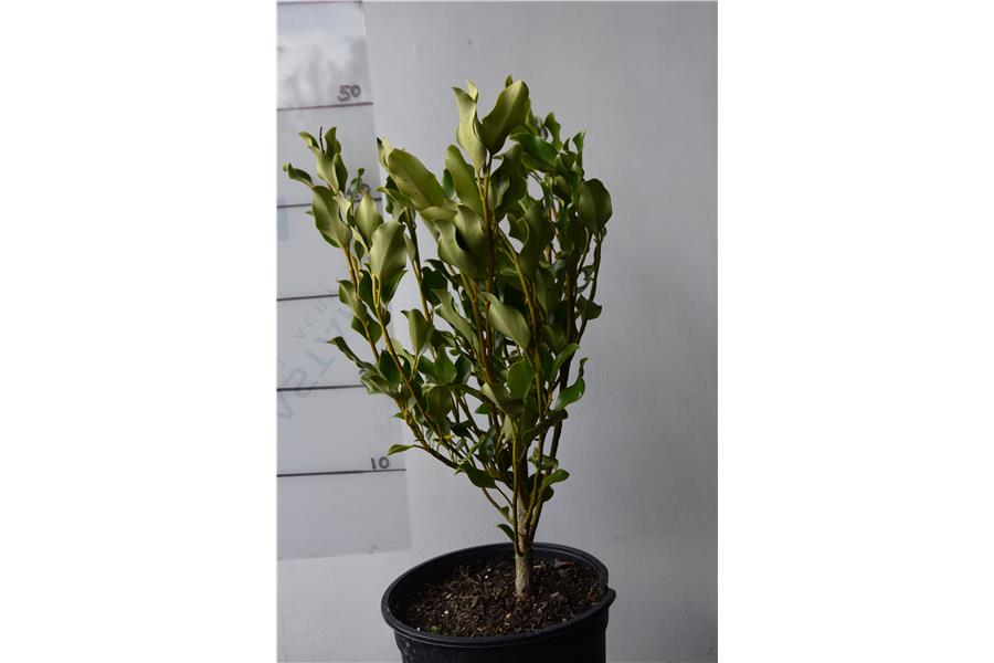 Griselinia Broadway Mint