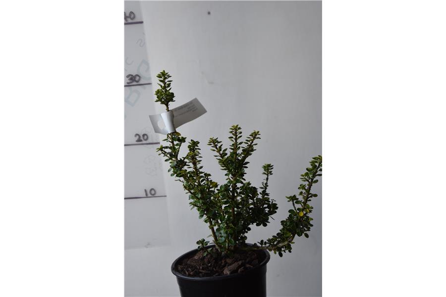 Dwarf Holly