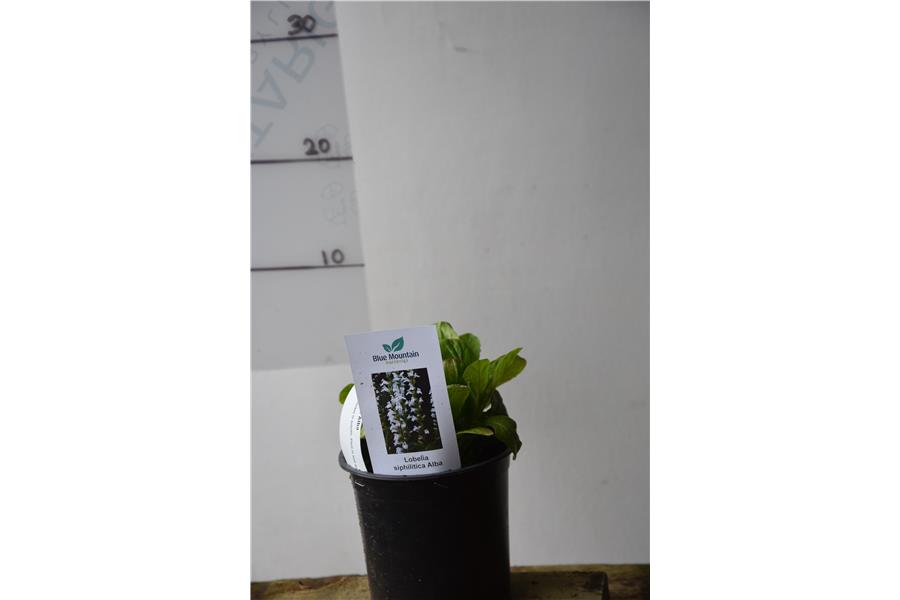 Lobelia siphilitica Alba