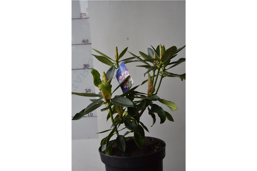 Standishii x arboreum