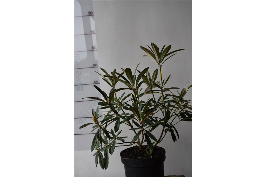 (Choremia x moupinense)