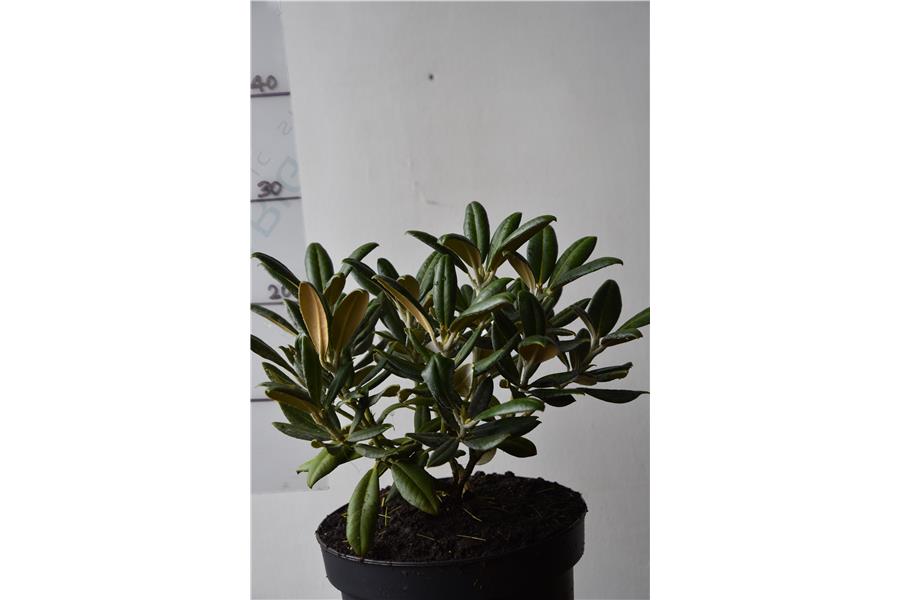 Rhodo J.P. Lade