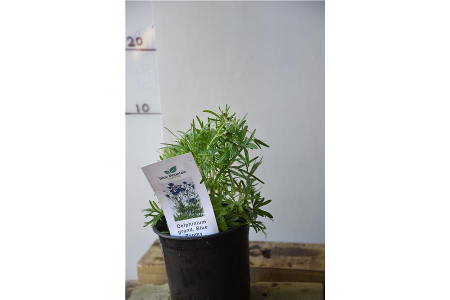 Dwarf Delphinium