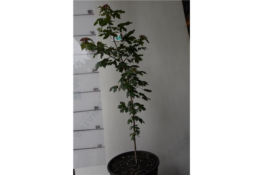 FIELD MAPLE