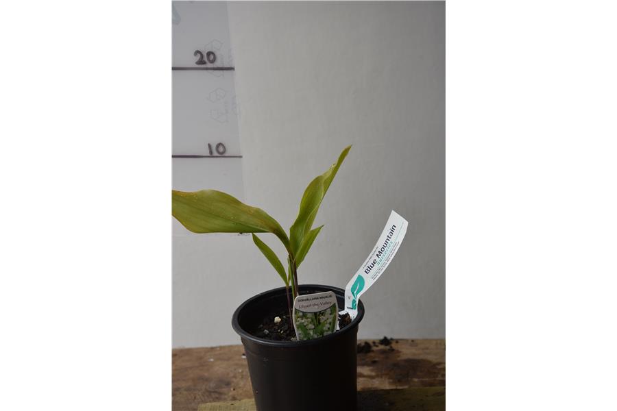 LILY OF THE VALLEY