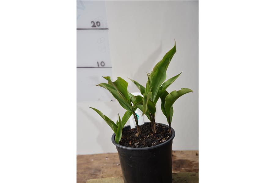 Lily of the Valley (pink)