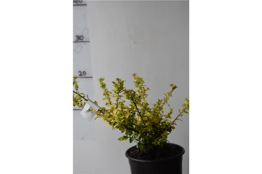 (I. crenata Golden Gem)
