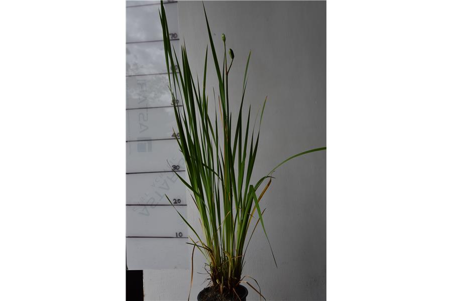 Iris sibirica