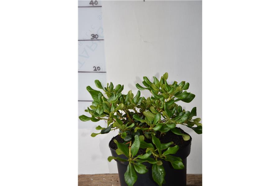(Essex Scarlet x forrestii Repens)