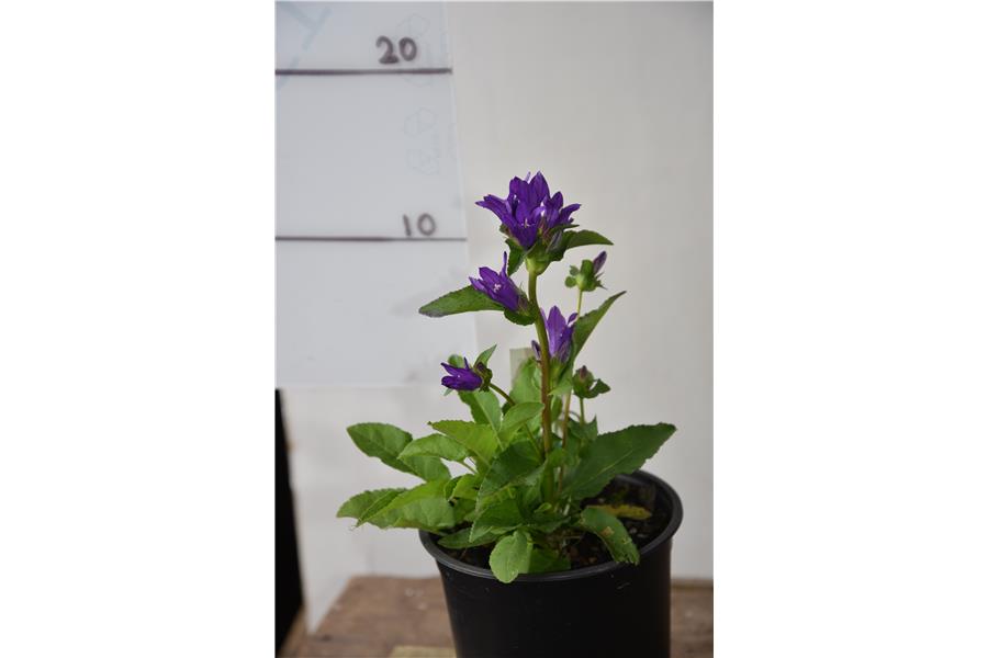 Campanula glomerata Blue