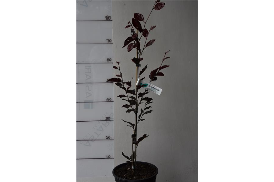 Purple Column English Beech