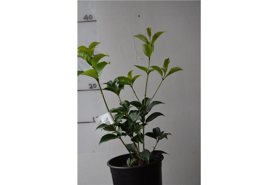 Osmanthus x fortunei