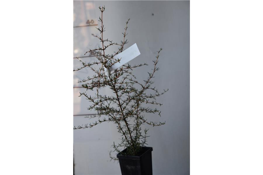 Coprosma rugosa