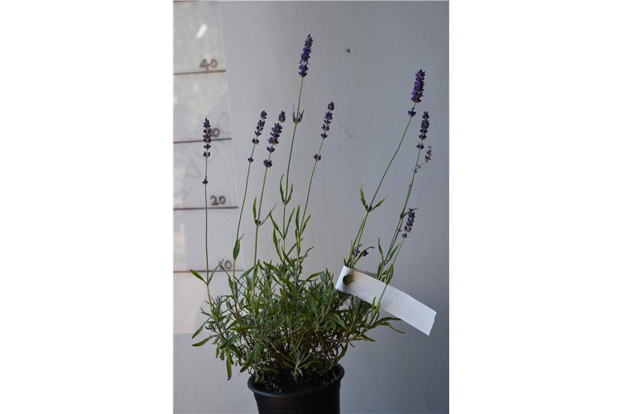 Blue English Lavender
