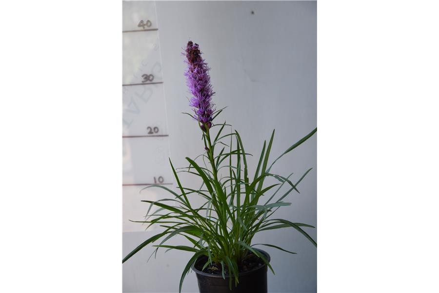 Feather Flower