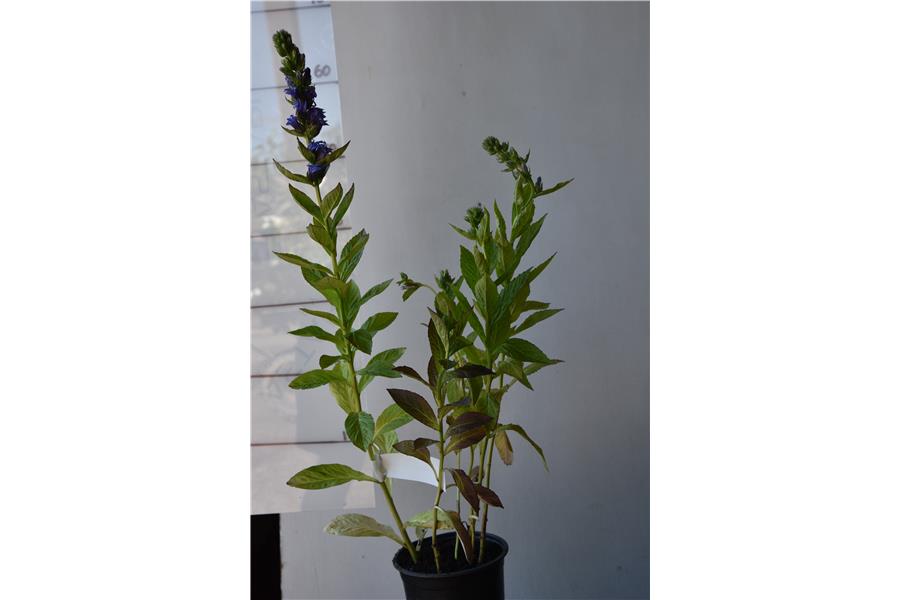 Lobelia siphilitica