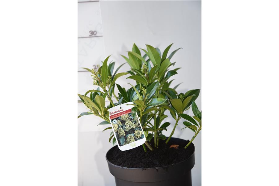 Skimmia x confusa Kew Green