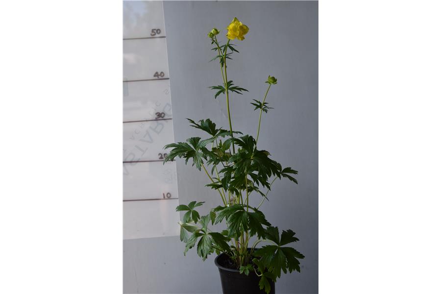 Trollius eur. Lemon Supreme