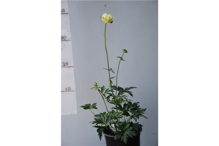 Trollius x cultorum New Moon