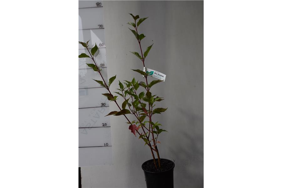 Red Stemmed Dogwood