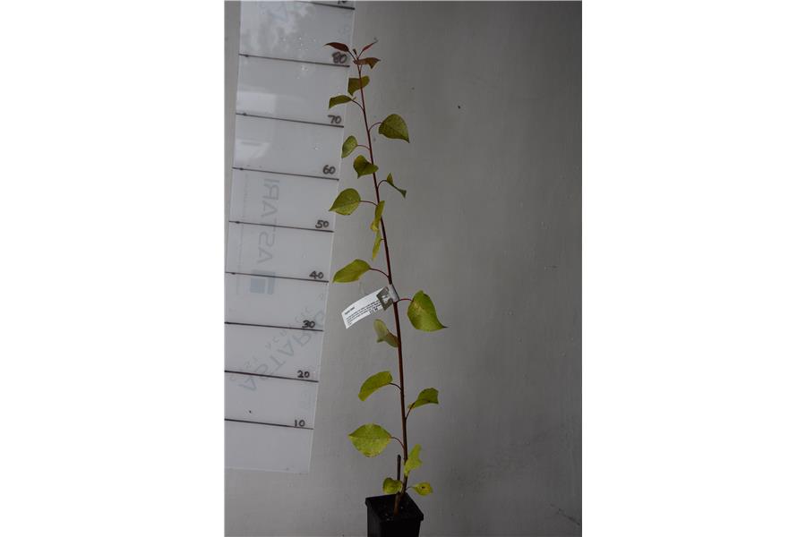 Populus kawa