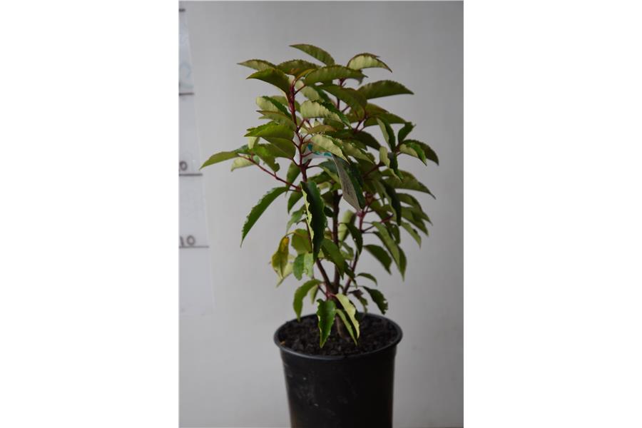 Portugal Laurel