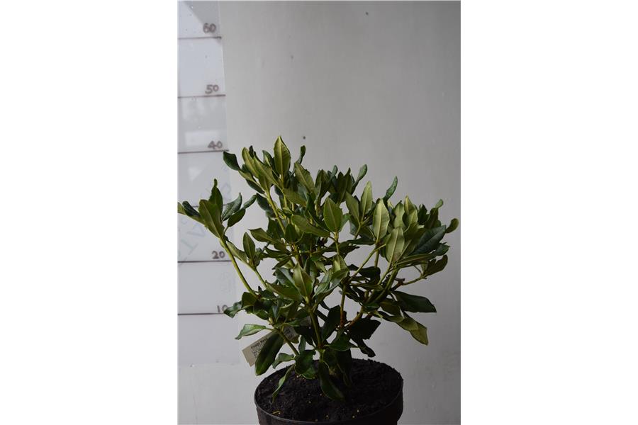Rhodo Buna