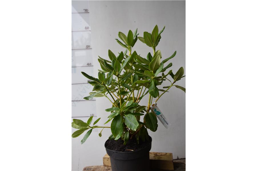 (arboreum x shilsonii)