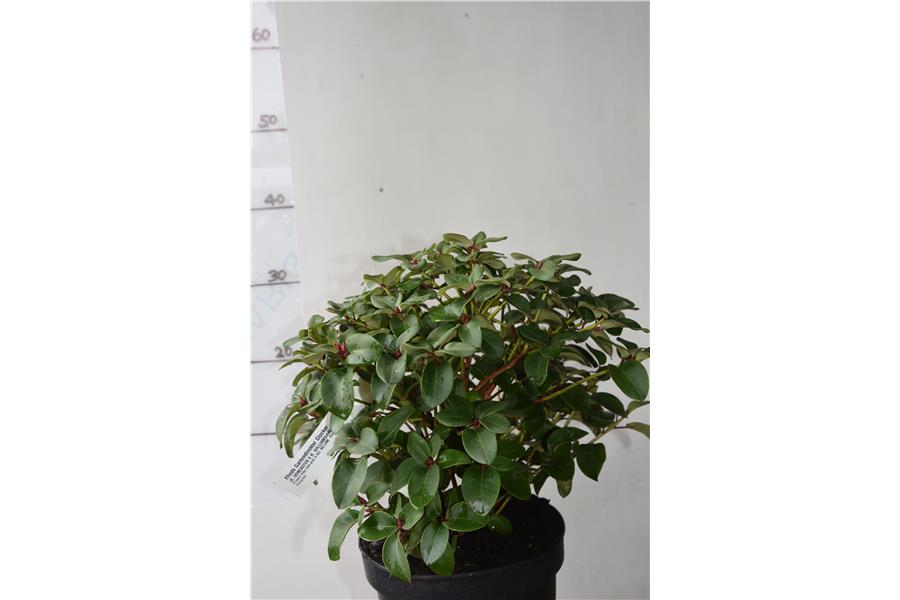 (R. DONCASTER X R. WILLIAMSIANUM)