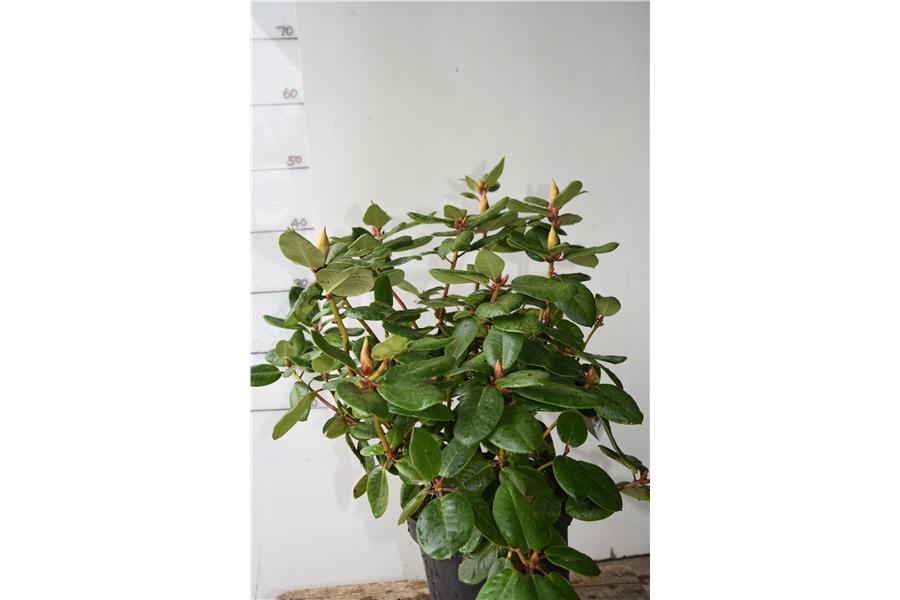 (R. Adriaan Koster  x R. Williamsianum)