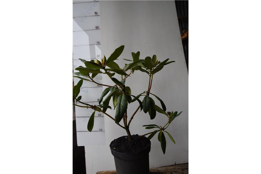 Rhodo Lems Burgundy