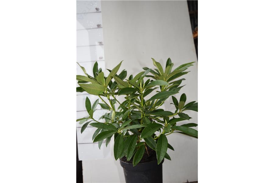 Rhodo Sir Robert Peel