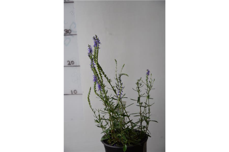 Veronica sp. Blue Carpet