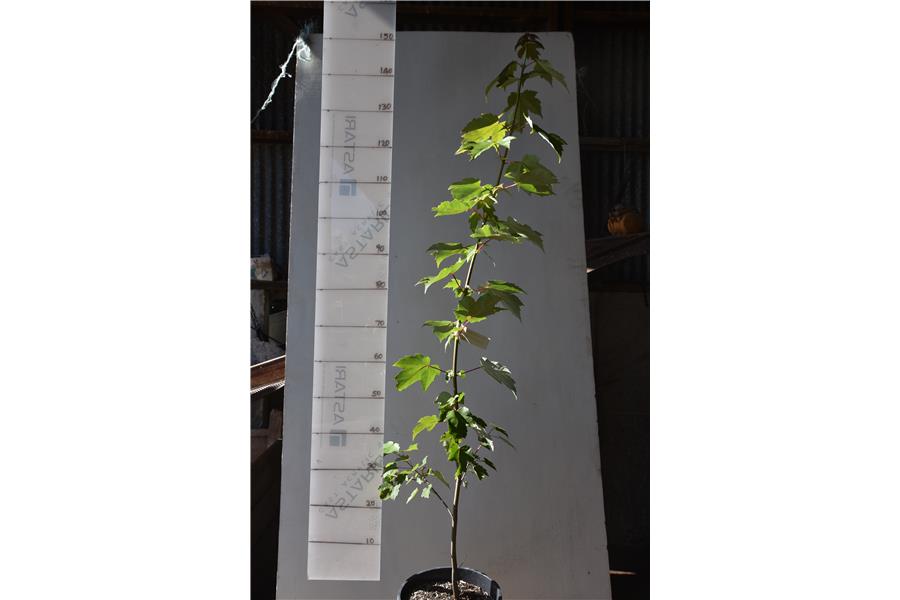 Acer x freemanii Armstrong