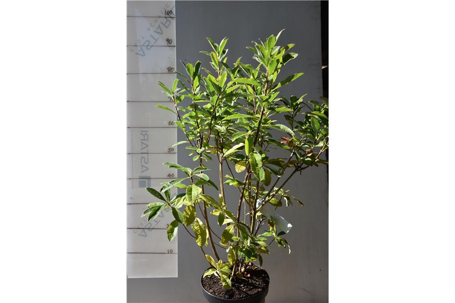 Azalea White Golden Eye