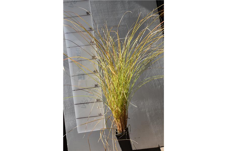 Carex secta